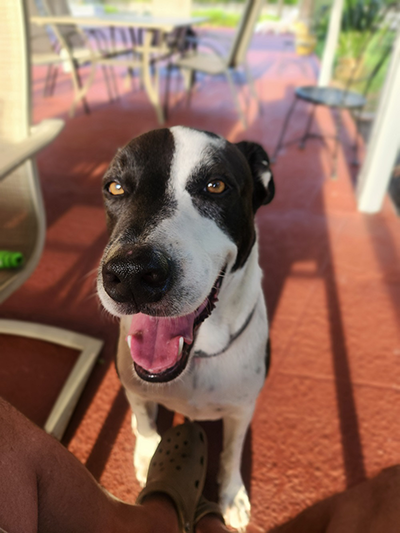 This is a picture of my dog spot.  He always sits with mew when I sit outside.